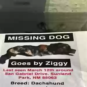 lost male dog ziggy