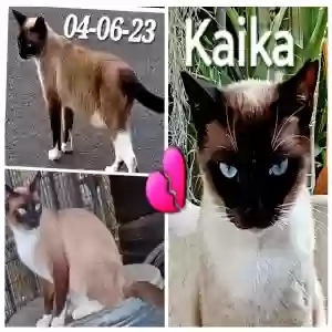 lost male cat kaika
