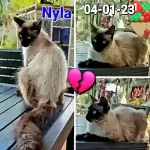 lost female cat nyla