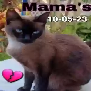 lost female cat mama'
