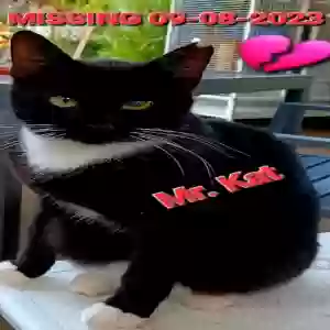 lost male cat unknown