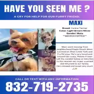 lost male dog maximilliano (maxi)