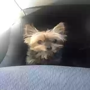 lost female dog honey