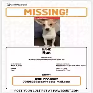 lost male dog rex
