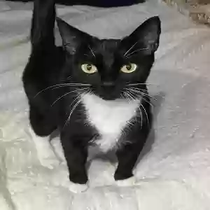 lost female cat katie
