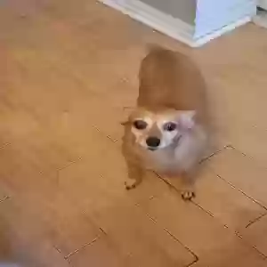 lost female dog bailey