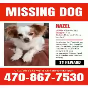 lost female dog hazel