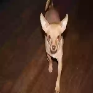 lost female dog elena