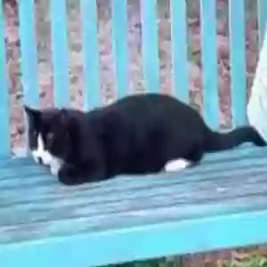 lost male cat nico