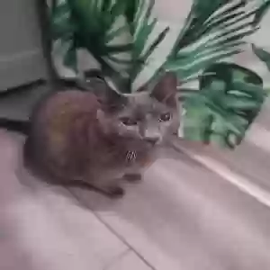 lost male cat slater