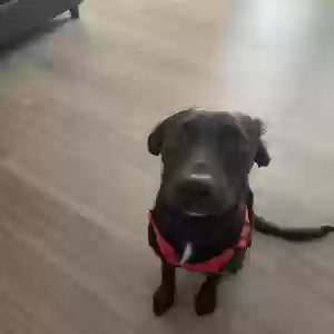 lost female dog hazel