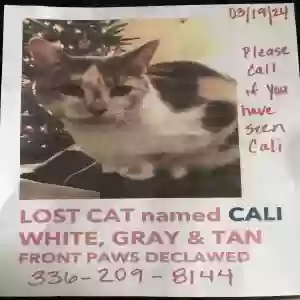 lost female cat cali
