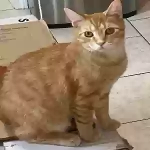 lost male cat cheeto