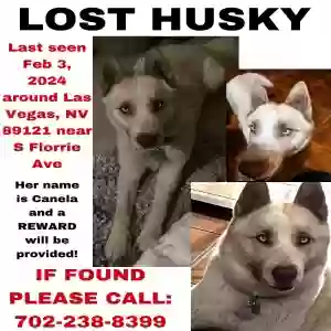 lost female dog canela
