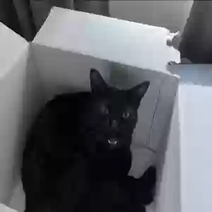 lost male cat negrito o negro