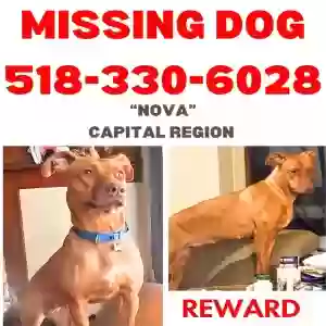 lost female dog nova