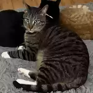 lost male cat cheeno