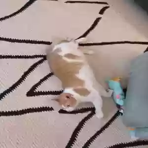 lost female cat pb