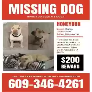 lost female dog honeybun
