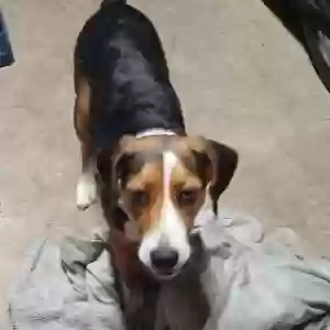 lost male dog cooper