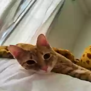 lost male cat hoshi