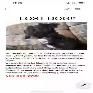 lost male dog blacky