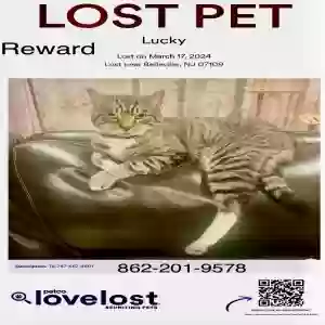 lost male cat lucky