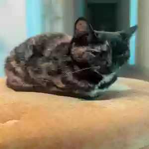 lost female cat nori