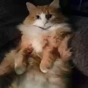 lost male cat fluffy