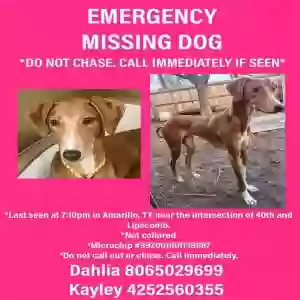 lost female dog ducky