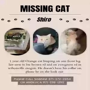 lost male cat unknown