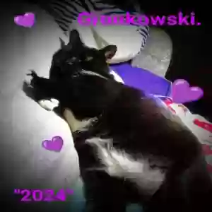 lost male cat gronkowski