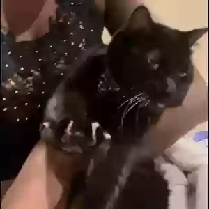 lost female cat princess ruby