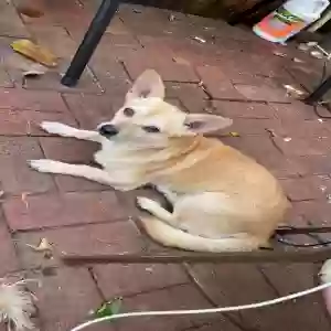 lost male dog unknown