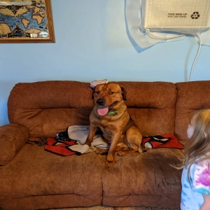 lost male dog hercules