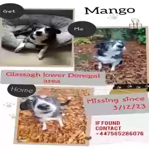 lost female dog mango