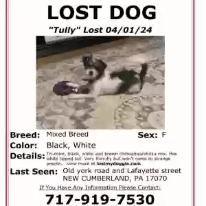 lost female dog tully