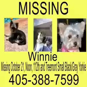 lost female dog winnie