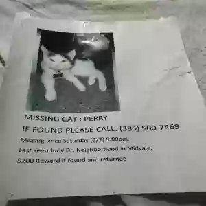 lost female cat perry
