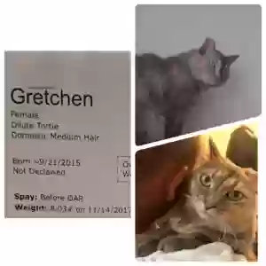 lost female cat gretchen