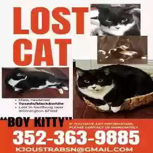 lost male cat boy kitty