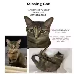 lost female cat beans