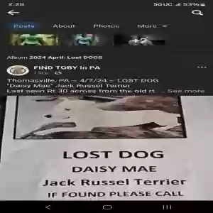 lost female dog unknown