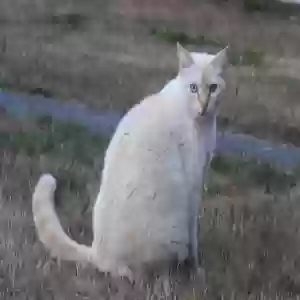lost male cat yuki