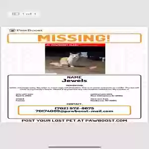 lost female cat jewels