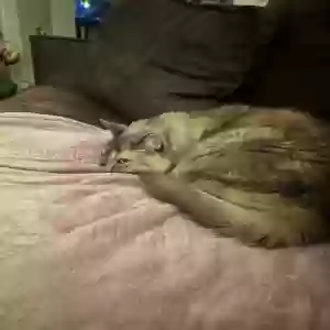 lost female cat gretchen