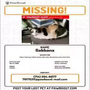 lost female cat gabbana