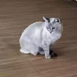 lost female cat suki