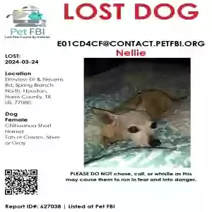 lost female dog nellie
