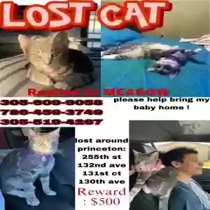 lost female cat meadow